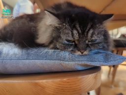 pompom_jp : また来てしまった…🐾
Babe