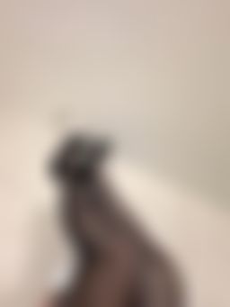 alsghvv : 