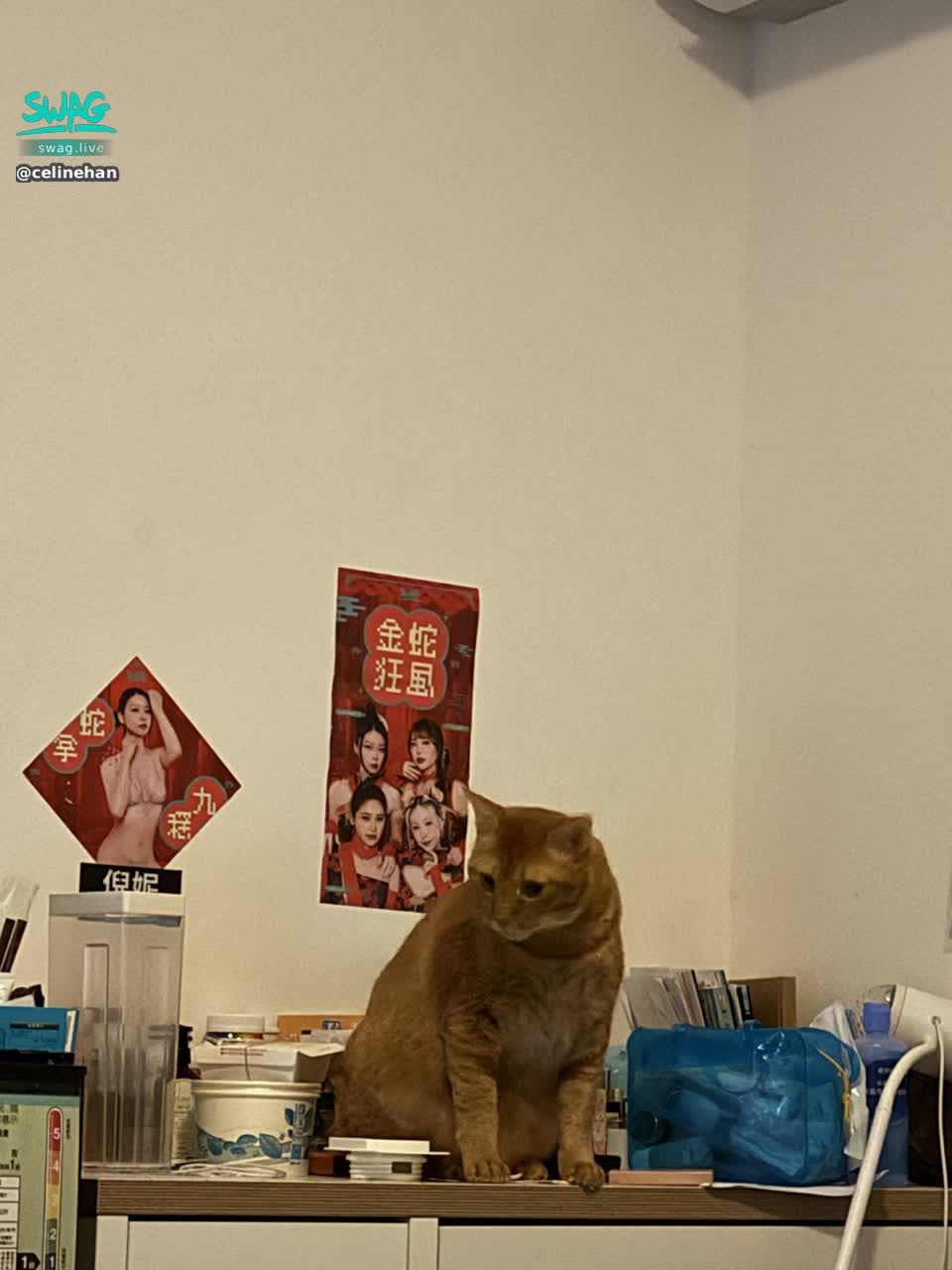 celinehan : 阿阿阿 太累了 剛睡醒 馬上上來 🥺