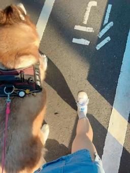 ouopuppy : 享受陽光☀️
Babe要一起散散步嗎？

#7pupu小姊姊