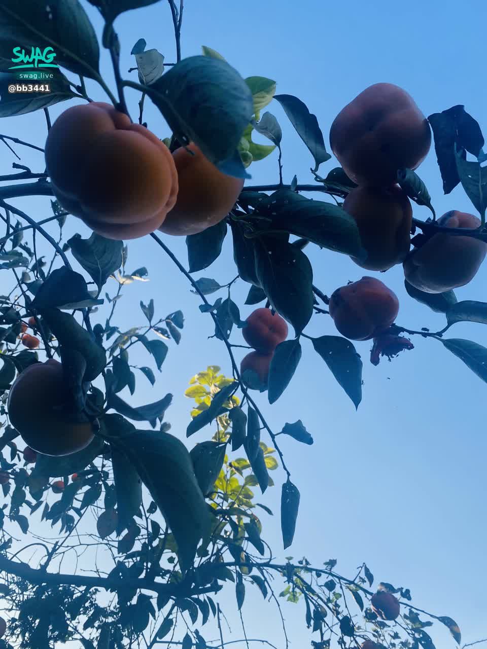 bb3441 : 柿柿如意