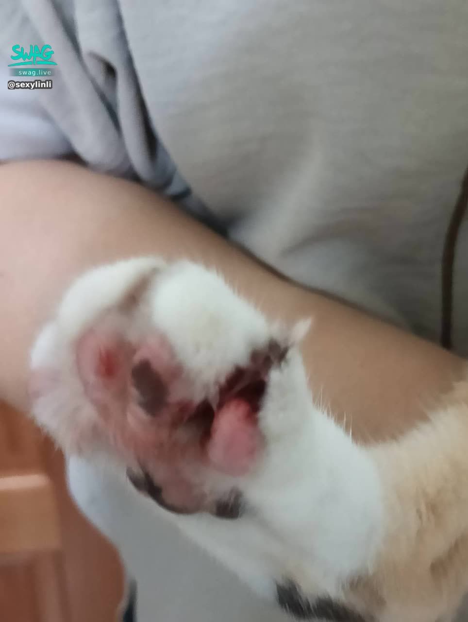 sexylinli : 受傷了啦🥲🥲小笨貓🐈我家餅餅出去玩不知道踩到什麼回來都是血🩸好擔心