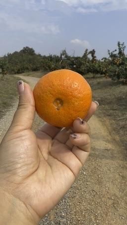 bb3441 : 宝，吃橘子吗