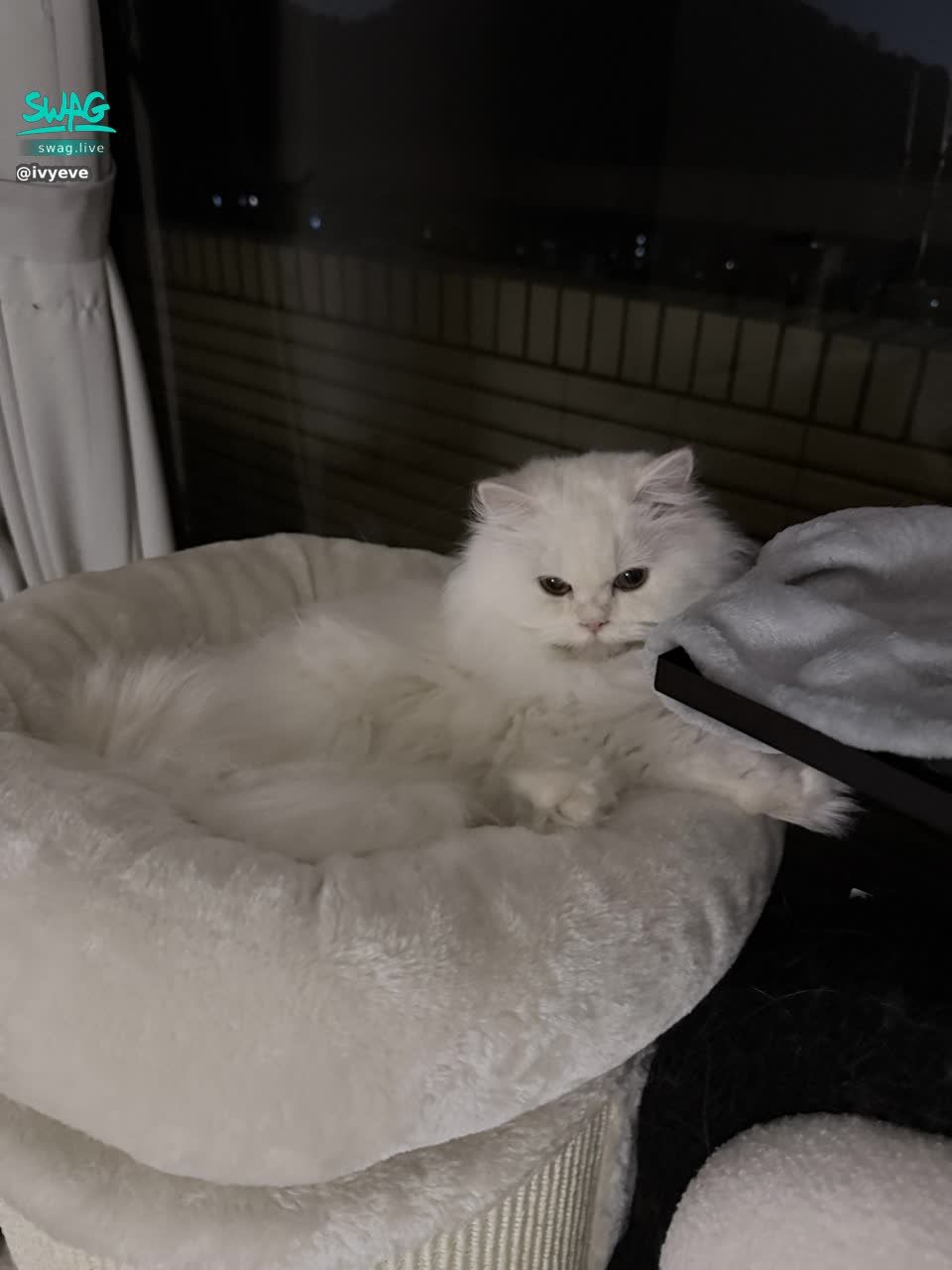 ivyeve : 今天22:00見❤️