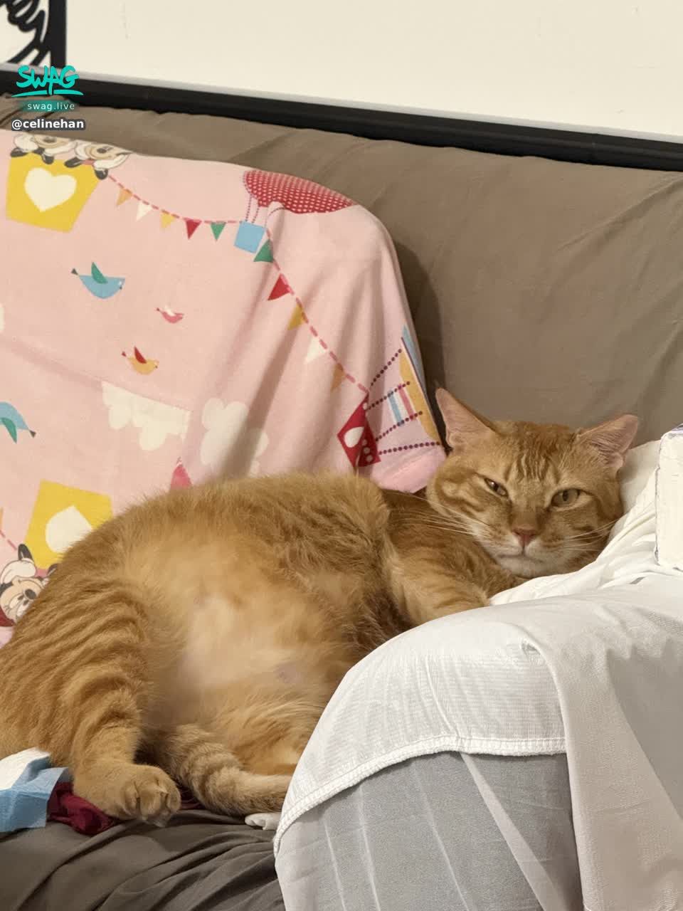 celinehan : 涵寶寶今天情緒不太好 沒上播🥹抱歉了 😞 明天晚上見😘