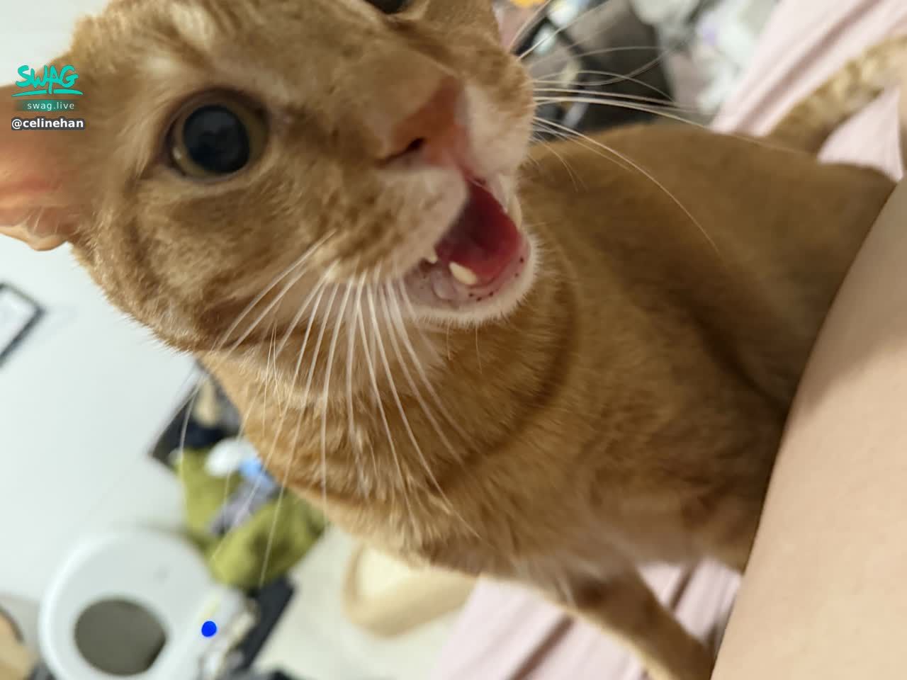 celinehan : 寶寶這幾天狀態不太好才沒上播~ 沉澱幾天好多了🫶🏻 明天中午準時起來開播🥰