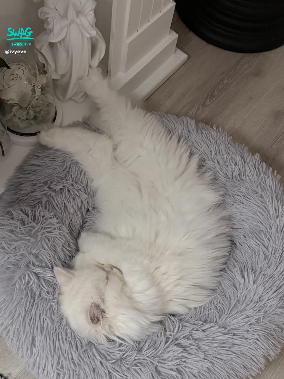 ivyeve : 今天晚上22:00見❤️❤️😗
禮拜一慶祝拿普發福利場一下🥴❤️