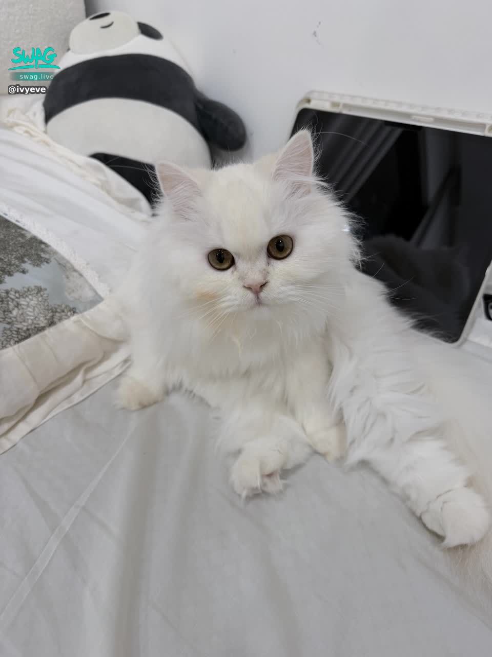 ivyeve : 熊貓今天請假一天⋯⋯ 今天起來被冷到 感覺快二度感冒了 又再低燒