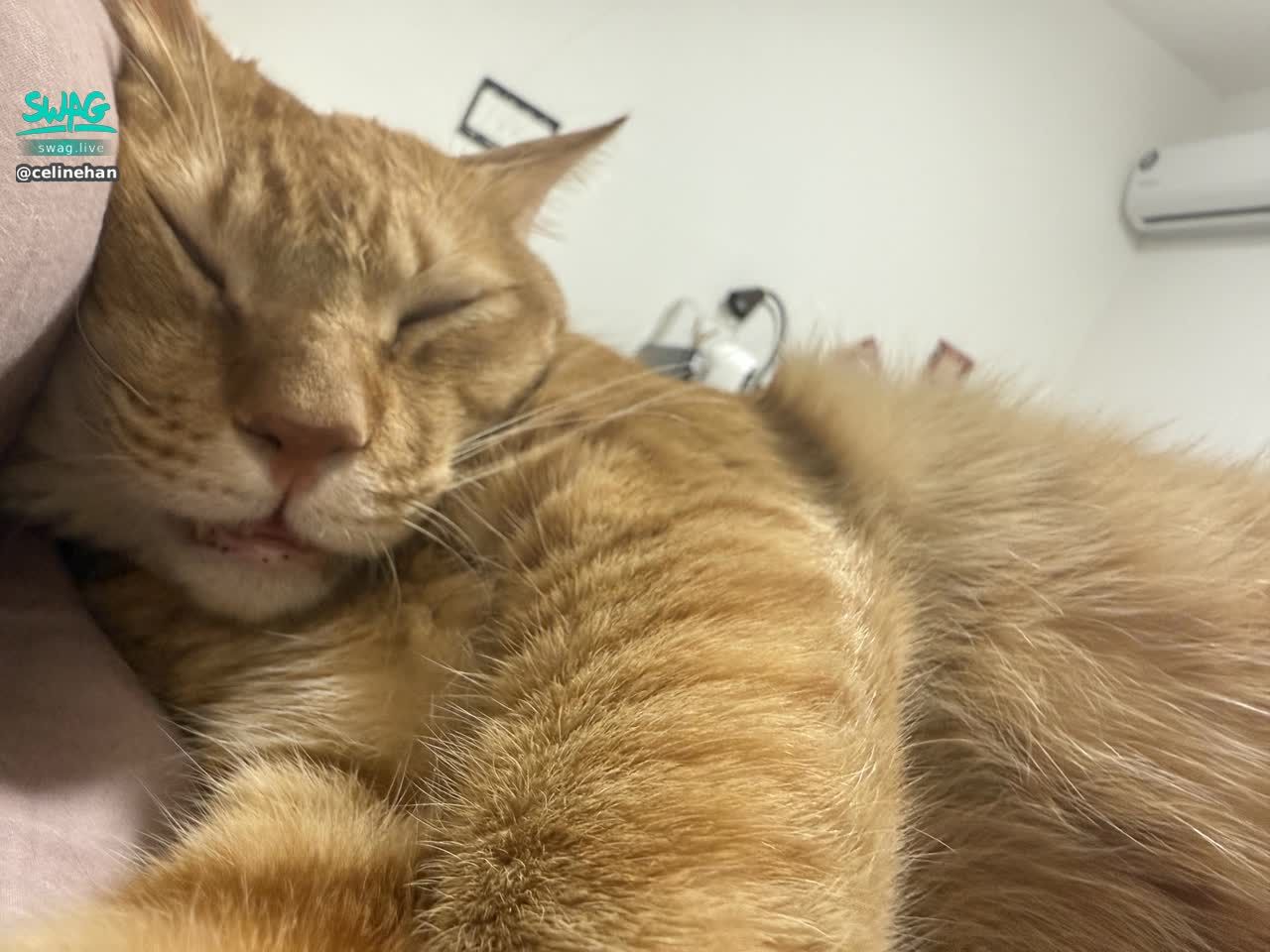 celinehan : 原計劃要開播但本週能量已耗盡🥺明晚早點開播好了 🥹🥹🥹