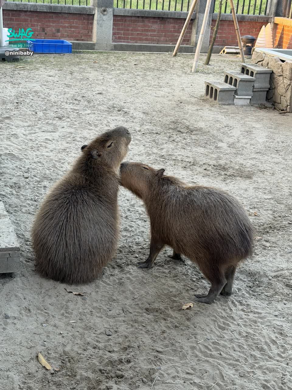 ninibaby : 💕所有事都始於原諒❤️因為如果要療癒世界🥰就必須先療癒自己👌