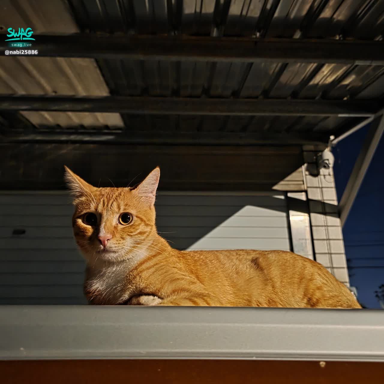 nabi25886 : 11/28 14:00～20:00直播見🐱