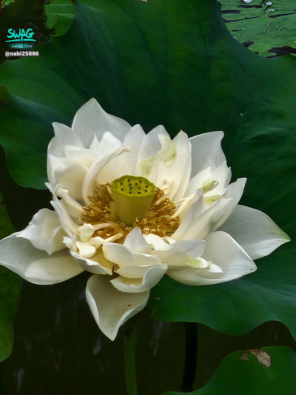 nabi25886 : 出淤泥而不染