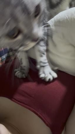 beav855 : 伊伊踩奶😈 伊生誰夢？