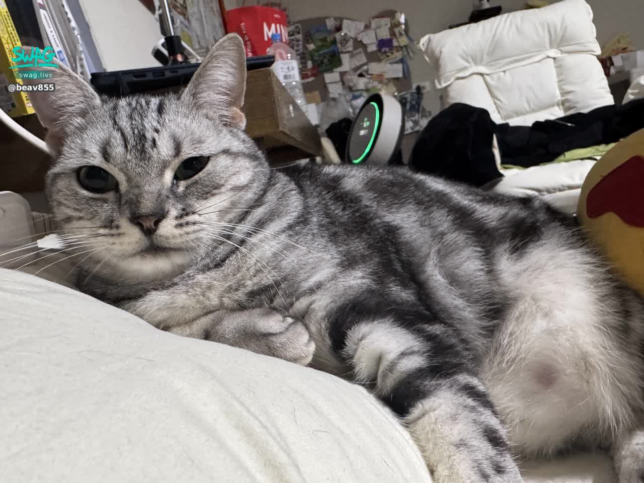 beav855 : 大家喜歡的伊伊露點來了！
#日常 #生活 #露點 #貓