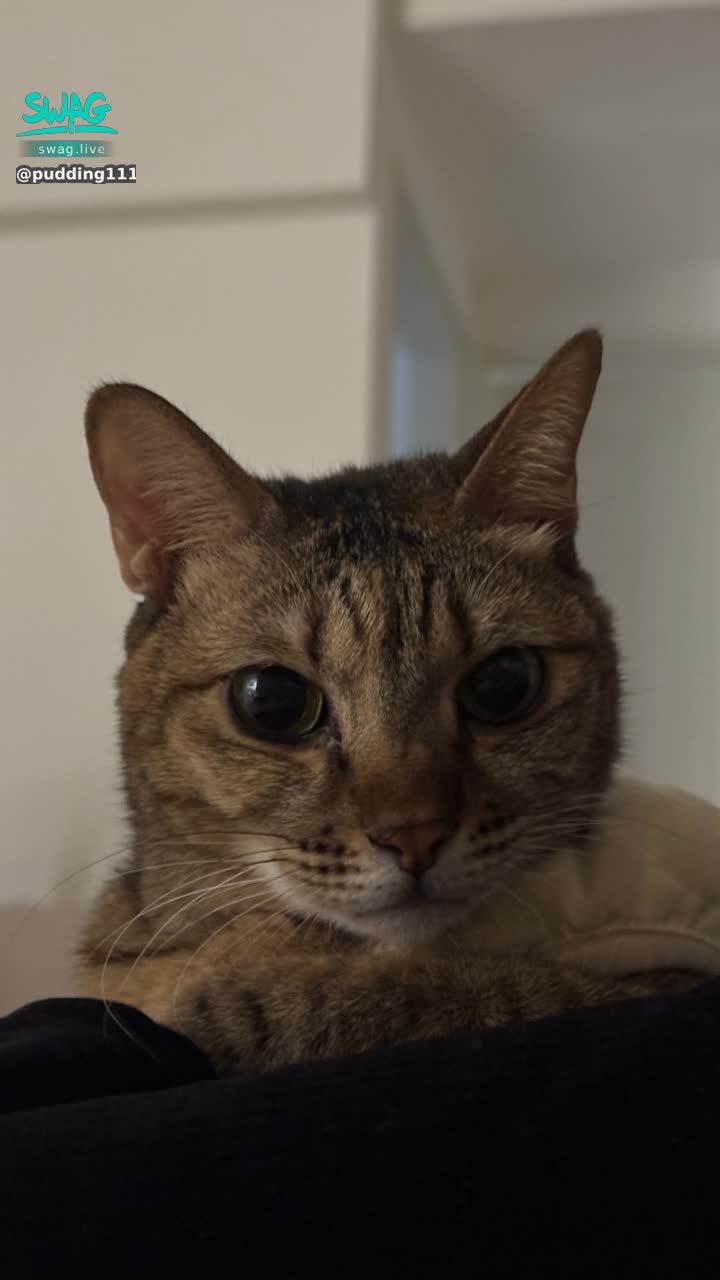 pudding1112 : 小荳天生臭臉😾