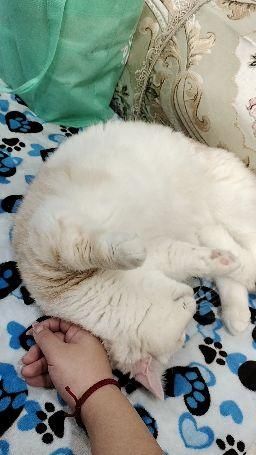nanacats : 真可愛