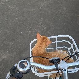 nabi25886 : 😼🚲