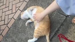 bershuka : 在日本的小巷弄 擼了一隻不怕生人的大胖橘貓🐱