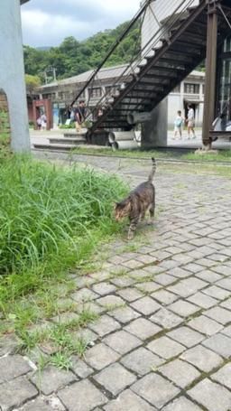 fifibee : 貓貓好可愛🐱❤️