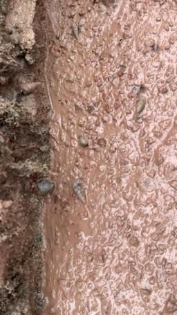 ngocanhem : Sea snails🐚🐚