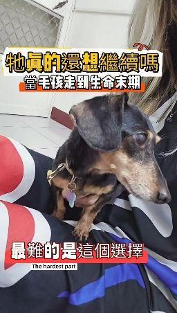 tammy.991002 : 案例分享合輯-牠真的還想繼續嗎?當毛孩走到生命末期