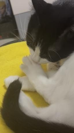kiki30520 : 喵喵跟你們分享 吃腳的誘惑🐱😋