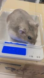 lynnbae : 我超強🏆 昨天03:00睡 睡到近20:00 附上以前養的小倉🐭