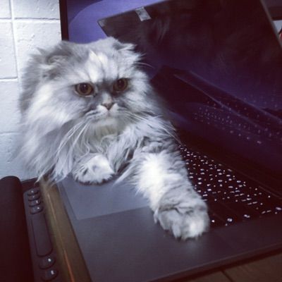 gibuloto_cp's avatar